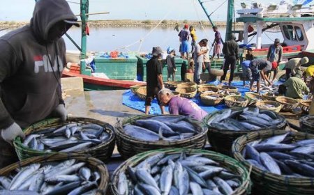 KKP ungkap kebutuhan ikan beberapa daerah naik 10-20 persen