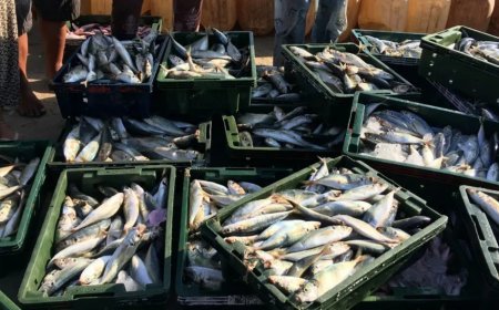 Pasokan Ikan Aman, Ramadan dan Lebaran Lancar