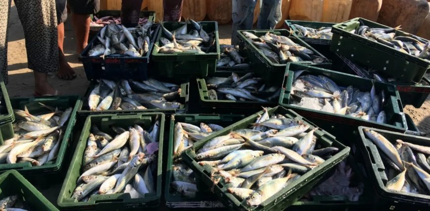 Pasokan Ikan Aman, Ramadan dan Lebaran Lancar