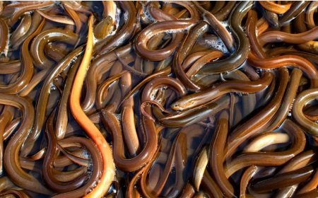 China Siap Bayar Mahal! Belut Indonesia Laris Manis dengan Harga Rp 300 Ribu/Kg!