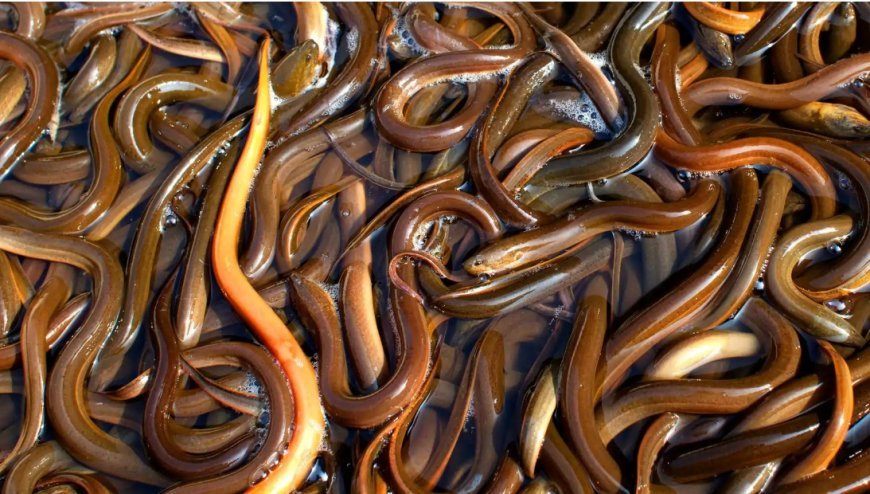 China Siap Bayar Mahal! Belut Indonesia Laris Manis dengan Harga Rp 300 Ribu/Kg!