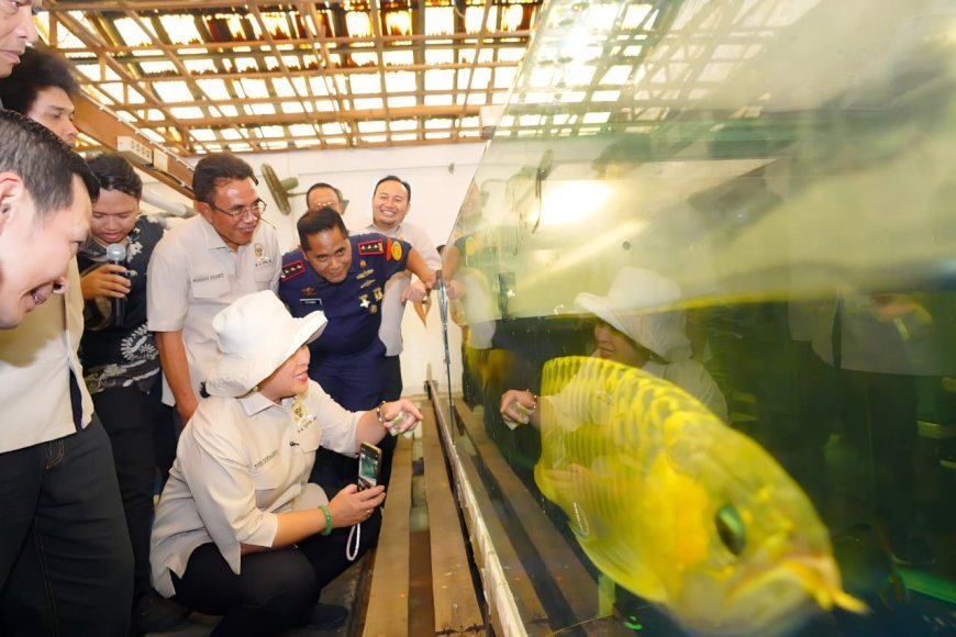 PSDKP Berikan Edukasi Kepatuhan Pelaku Usaha Budidaya dan Perdagangan Ikan Arwana di Kalimantan Barat