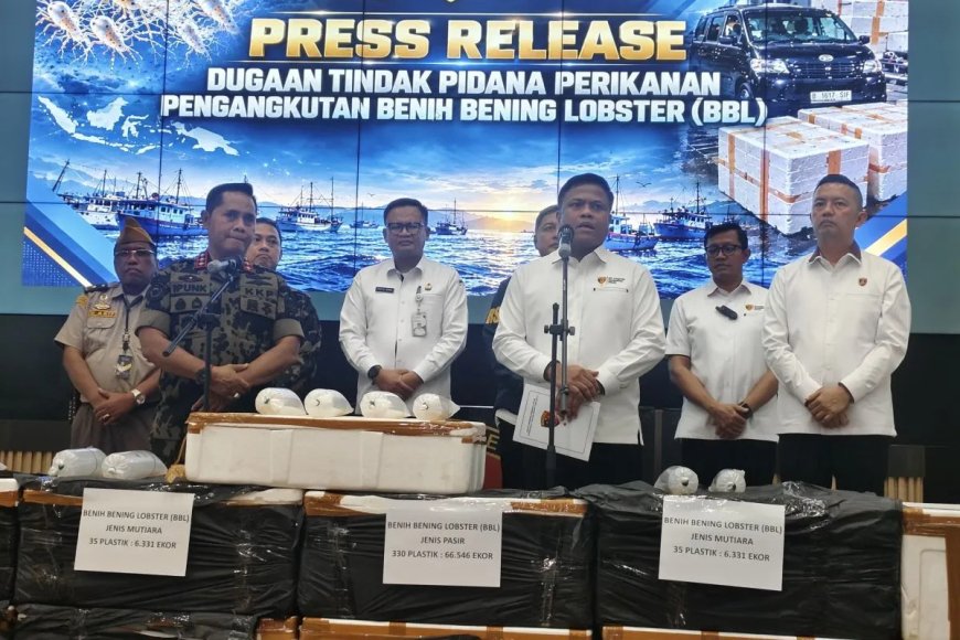 Gerak Cepat Satgas BBL! KKP dan Polri Ringkus Jaringan Penyelundupan Benih Lobster
